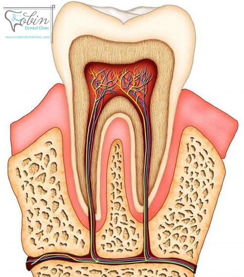 آناتومی دندان چه کمکی در درمان بیماری های دندان می کند؟